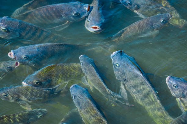 How To Feed Catfish In A Fish pond ？