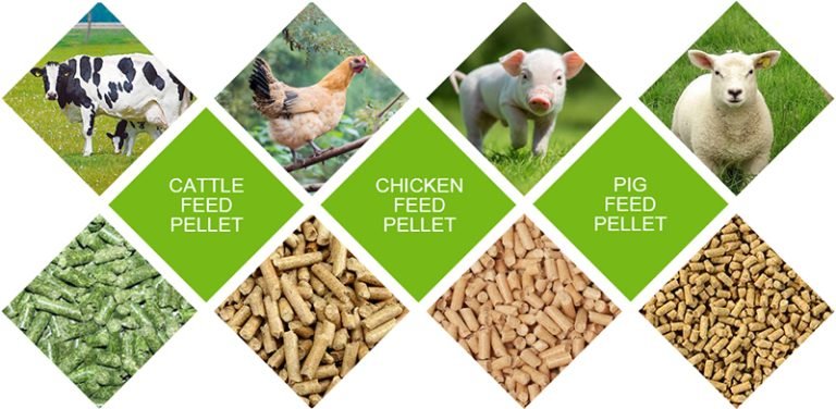 How To Begin Animal Feed Business Plan?